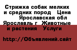 Стрижка собак мелких и средних пород › Цена ­ 700 - Ярославская обл., Ярославль г. Животные и растения » Услуги   